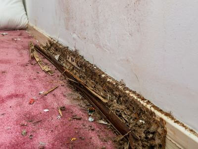 About Local Water Experts - water damage restoration experts in Double Springs, AL